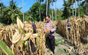 Dukung Ketahanan Pangan, Bhabinkamtibmas Polsek Banggae Hadiri Panen Jagung 1 Ton di Tande Timur