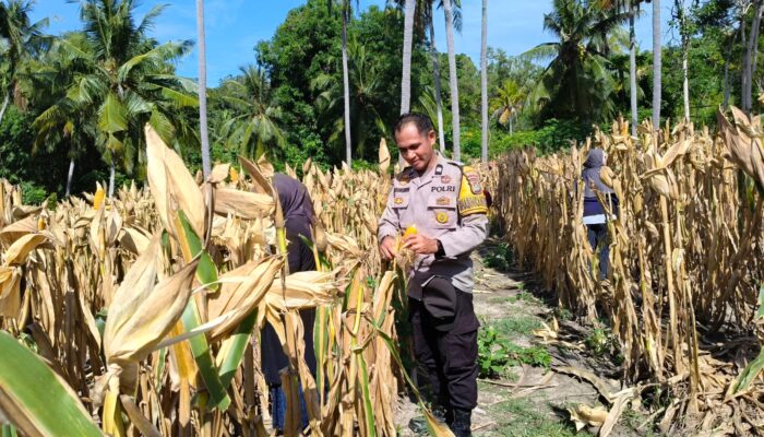 Dukung Ketahanan Pangan, Bhabinkamtibmas Polsek Banggae Hadiri Panen Jagung 1 Ton di Tande Timur