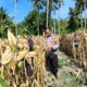 Dukung Ketahanan Pangan, Bhabinkamtibmas Polsek Banggae Hadiri Panen Jagung 1 Ton di Tande Timur