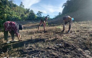 Polsek Bambalamotu Dorong Warga Tanam Jagung, Dukung Ketahanan Pangan di Pasangkayu