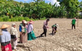 Perkuat Ketahanan Pangan, Bhabinkamtibmas Polsek Banggae Kolaborasi Petani Tanam Jagung di Kelurahan Tande