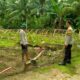 Gelorakan Ketahanan Pangan, Bhabinkamtibmas Polsek Pamboang Motivasi Petani Mentimun di Tinambung