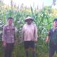 Bhabinkamtibmas Polsek Malunda Aktif Dampingi Petani Dusun Deking, Pastikan Jagung Pioner Tumbuh Optimal