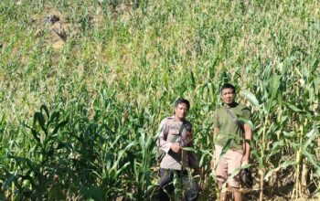 Dukung Ketahanan Pangan, Polsek Bambalamotu Cek Lahan Jagung Petani yang Gagal Panen di Kasoloang