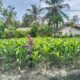 Bhabinkamtibmas Polsek Banggae Pantau Pertumbuhan Jagung Kelompok Tani Seruni, Dukung Ketahanan Pangan Warga