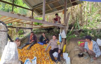 Panen Jagung di Desa Malimbong Capai Hasil Menggembirakan, Wujud Sinergi Petani dan Bhabinkamtibmas