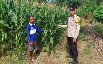 Sinergi Bersama Petani, Bhabinkamtibmas Polsek Malunda Pastikan Tanaman Jagung Tumbuh Optimal