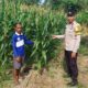 Sinergi Bersama Petani, Bhabinkamtibmas Polsek Malunda Pastikan Tanaman Jagung Tumbuh Optimal