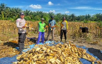 Dukung Program Ketahanan Pangan, Polisi di Pasangkayu Ikut Panen Jagung Bersama Warga