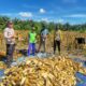 Dukung Program Ketahanan Pangan, Polisi di Pasangkayu Ikut Panen Jagung Bersama Warga