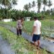 Pastikan Panen Tepat Waktu, Bhabinkamtibmas Polsek Malunda Kontrol Perkebunan Cabai Bura’ Kaweni