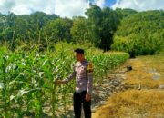 Bhabinkamtibmas Polsek Pamboang Pantau Tanaman Jagung Warga Kaida, Dukung Ketahanan Pangan