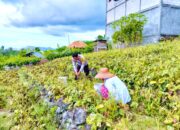 Perkuat Ketahanan Pangan, Bhabinkamtibmas Polsek Banggae Panen Kacang Hijau bersama Kelompok Tani Bunga Tanjung