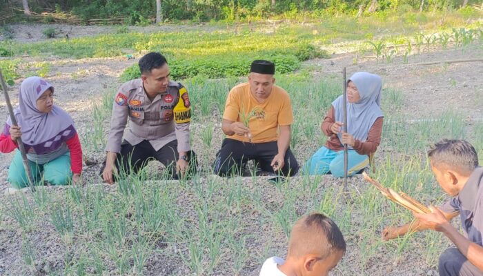 Bhabinkamtibmas Polsek Banggae Pantau Tanaman Bawang Merah KWT Mangge, Dukung Ketahanan Pangan Warga