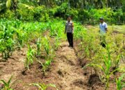 Bhabinkamtibmas Polsek Sendana Turun ke Lahan, Pantau Cabai dan Jagung Kelompok Tani Sejahtera