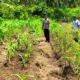 Bhabinkamtibmas Polsek Sendana Turun ke Lahan, Pantau Cabai dan Jagung Kelompok Tani Sejahtera