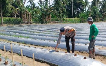Dukung ketahanan pangan dan kesejahteraan Petani, Bhabinkamtibmas Polsek Malunda Tinjau Perkembangan Bibit Cabai Poktan Bura Dolong