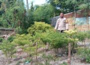 Bhabinkamtibmas Polsek Banggae Dorong Warga Manfaatkan Pekarangan, Budidaya Cabai Jadi Andalan Ketahanan Pangan