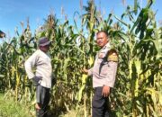 Pantau Lahan Jagung di Banua, Bhabinkamtibmas Polsek Malunda Pastikan Jagung Hibrida Siap Panen