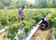Pantau Langsung Lahan Warga Bhabinkamtibmas Polsek Sendana Hadir Dampingi Petani Cabai di Dusun Leppangan Timur