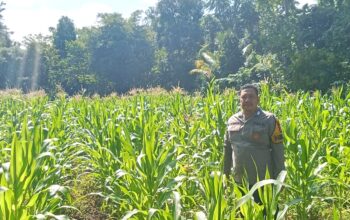 Pantau Jagung Usia 4 Minggu di Ulumanda, Bhabinkamtibmas Polsek Malunda Berharap Hasil Melimpah 