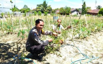 Tomat Siap Panen, Bhabinkamtibmas Polsek Banggae Apresiasi Pemanfaatan Pekarangan Warga