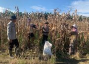 Polsek Sarudu Semangat Dampingi Warga Panen Jagung