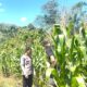 Bhabinkamtibmas Malunda Cek Jagung Warga, Upaya Nyata Ketahanan Pangan di Ulumanda