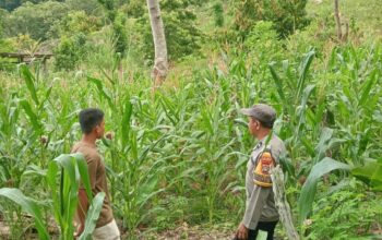 Sapa Petani di Ulumanda, Bhabinkamtibmas Polsek Malunda Dorong Ketahanan Pangan dari Ladang Jagung
