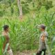 Sapa Petani di Ulumanda, Bhabinkamtibmas Polsek Malunda Dorong Ketahanan Pangan dari Ladang Jagung