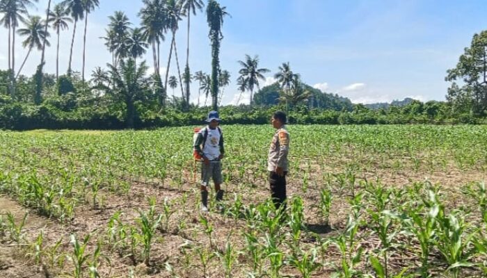 Bhabinkamtibmas Pantau Pertumbuhan Jagung Warga, Dukung Ketahanan Pangan di Bambalamotu