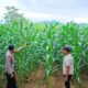 Bhabinkamtibmas Polsek Malunda Turun ke Lahan, Jagung Dua Bulan Jadi Harapan Ketahanan Pangan