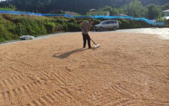 Polisi Turun Tangan, Bhabinkamtibmas Sumarorong Bantu Warga Jemur Jagung di Messawa