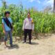 Bhabinkamtibmas Mamasa Lakukan Monitoring Panen Jagung Warga di Tawalian, Hasil Panen Ditargetkan Juni 2026