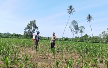 Bhabinkamtibmas Aktif Pantau Lahan Jagung Warga di Desa Kalola, Wujud Dukungan Ketahanan Pangan