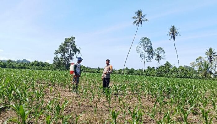 Bhabinkamtibmas Aktif Pantau Lahan Jagung Warga di Desa Kalola, Wujud Dukungan Ketahanan Pangan