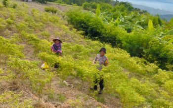 Cabe Cakra Siap Panen, Bhabinkamtibmas Polsek Banggae Turun Langsung Pantau Lahan Petani Sondong Salama