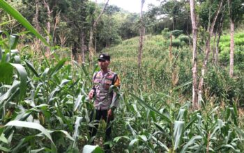Bhabinkamtibmas Polsek Sendana Pantau Lahan Jagung 1 Hektare, Dorong Hasil Panen Disalurkan ke Bulog