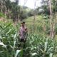 Bhabinkamtibmas Polsek Sendana Pantau Lahan Jagung 1 Hektare, Dorong Hasil Panen Disalurkan ke Bulog