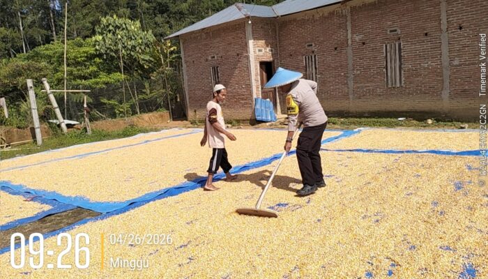 Bhabinkamtibmas Polsek Mambi Monitoring Panen Jagung Warga Saluahok, Hasil Capai ±5 Ton