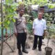 Bhabinkamtibmas Polsek Banggae Sambangi Petani, Pastikan Kebun Tomat Tumbuh Subur di Simullu