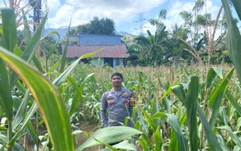 Masuki Fase Panen, Bhabinkamtibmas Polsek Sendana Pantau Lahan Jagung Poktan Batu Meana di Tallambalao
