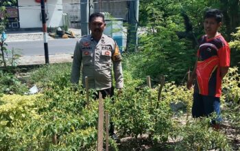 Bhabinkamtibmas Polsek Banggae Pantau Kebun Cabai Warga, Wujud Nyata Dukung Ketahanan Pangan