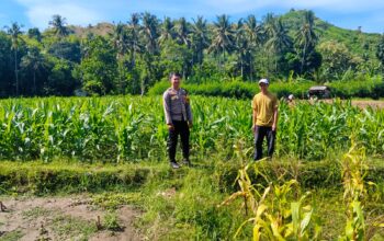 Aksi Nyata Bhabinkamtibmas Polsek Sendana Pantau Jagung Warga yang Mulai Tumbuh Subur di Desa Limbua