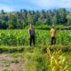 Aksi Nyata Bhabinkamtibmas Polsek Sendana Pantau Jagung Warga yang Mulai Tumbuh Subur di Desa Limbua