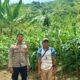 Bhabinkamtibmas Polsek Sendana Turun ke Lahan, Pastikan Jagung Petani Tumbuh Optimal di Fase Berbuah