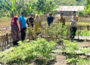 Bhabinkamtibmas Polsek Pamboang Bersinergi dengan Dinas Pertanian, Kebun Dasawisma Adolang Dhua Jadi Penguat Ketahanan Pangan