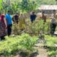 Bhabinkamtibmas Polsek Pamboang Bersinergi dengan Dinas Pertanian, Kebun Dasawisma Adolang Dhua Jadi Penguat Ketahanan Pangan