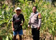 Bhabinkamtibmas Polsek Malunda Turun Langsung Pantau Ladang Jagung, Dukung Ketahanan Pangan di Kayuangin