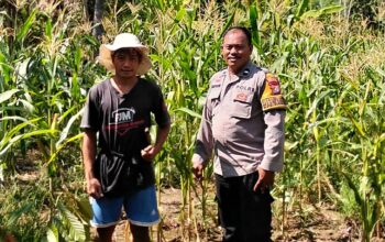 Bhabinkamtibmas Polsek Malunda Turun Langsung Pantau Ladang Jagung, Dukung Ketahanan Pangan di Kayuangin